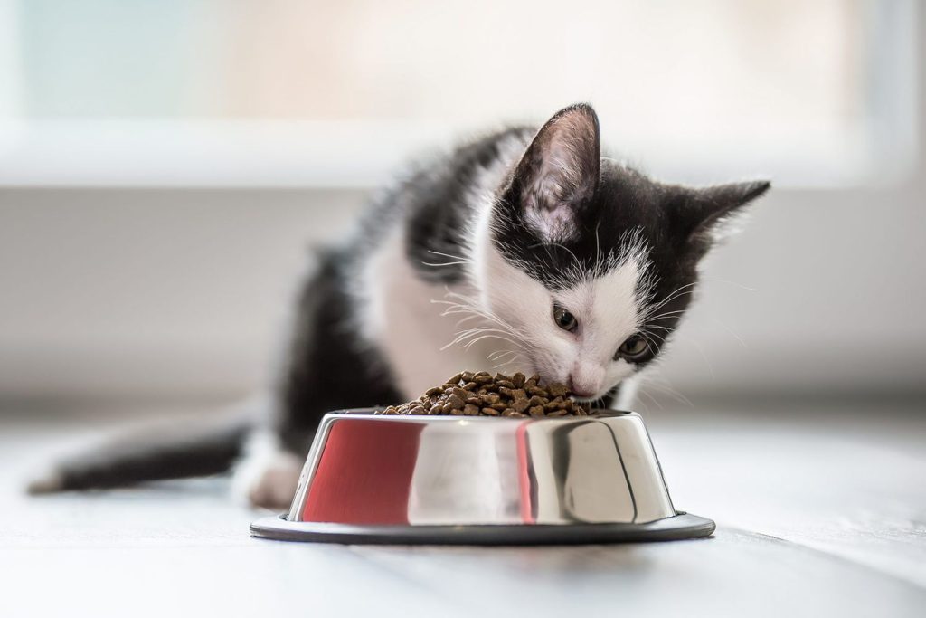 Cat Nutrition: Food Options for Young Kittens