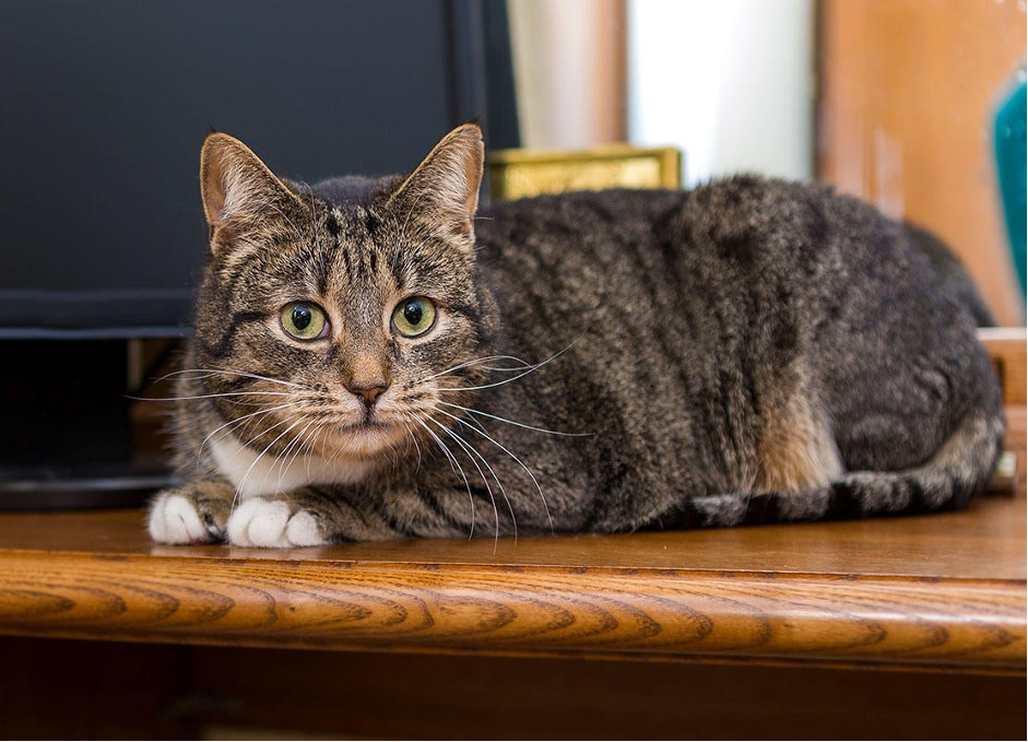 6 Reasons Why Cats Love Treasure Hunt Games