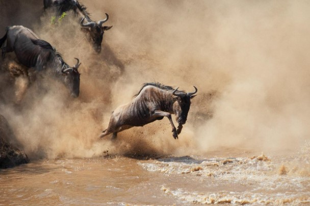 THE DUST, THE ROAR, THE SILENCE: EXPERIENCE TANZANIA SAFARI AT ITS BEST